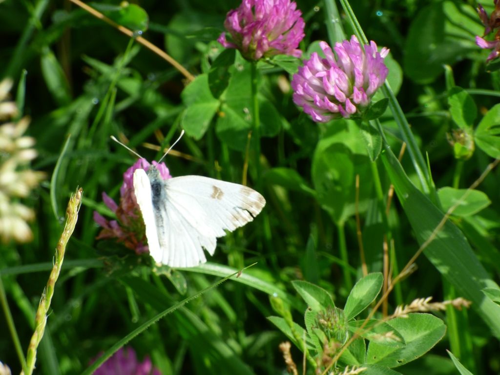 Pontia edusa strana